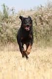 BEAUCERON 241